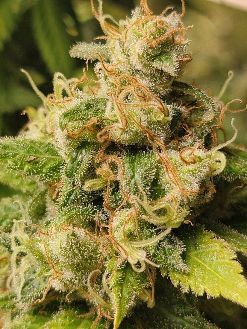 Harvest time and i need a few sets of eyes to look at these close ups and help me learn what i 4
