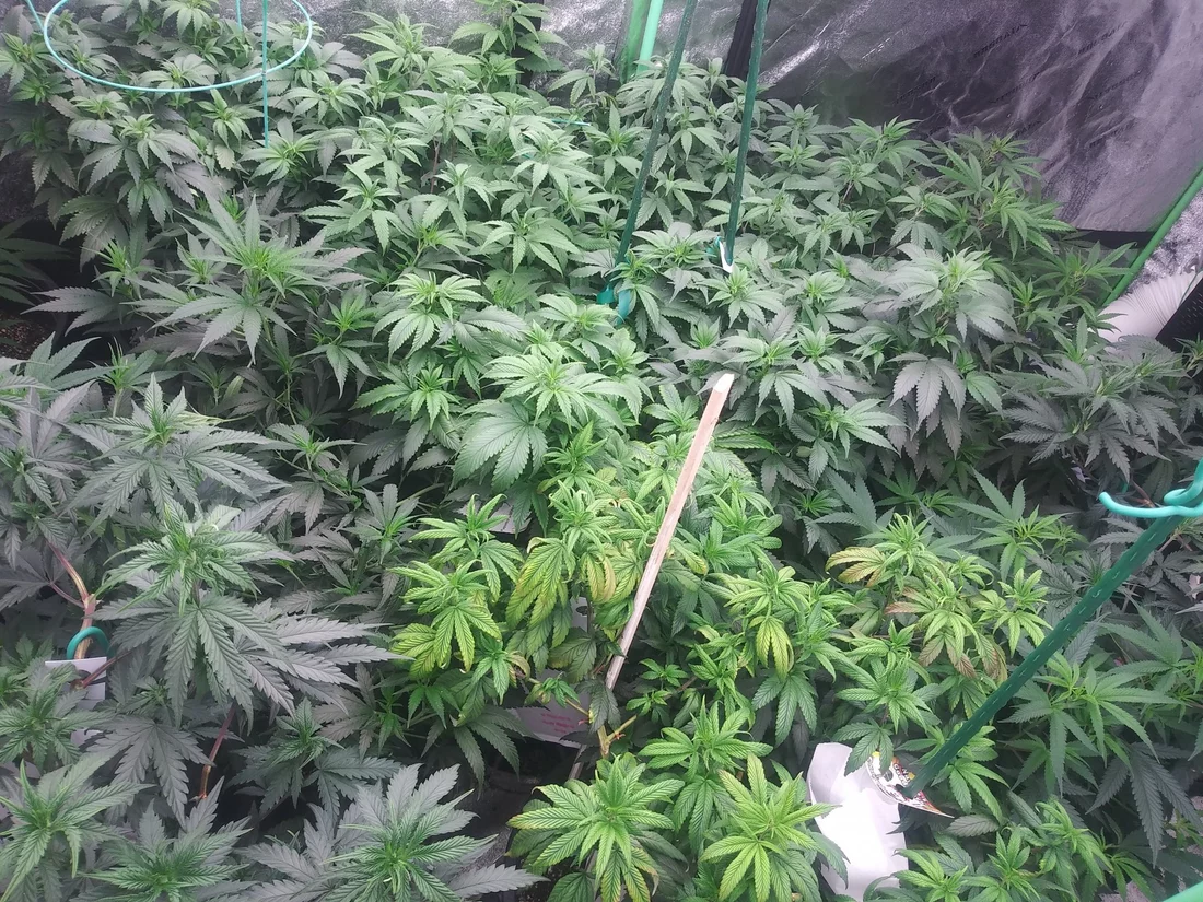 1st grow about to harvest 9