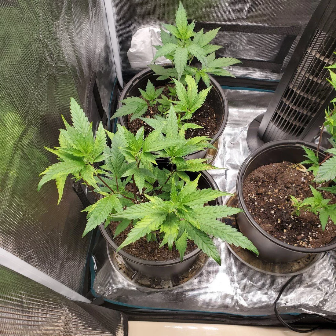 1st time grower deficiency or 6