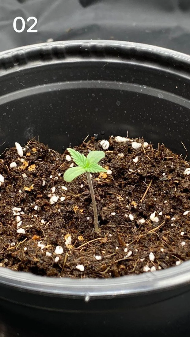 1st time grower help 2