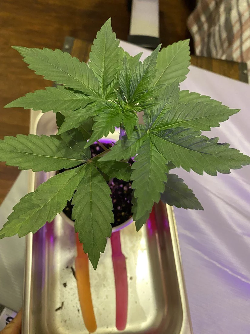 1st time me grower   looking for guidance 4