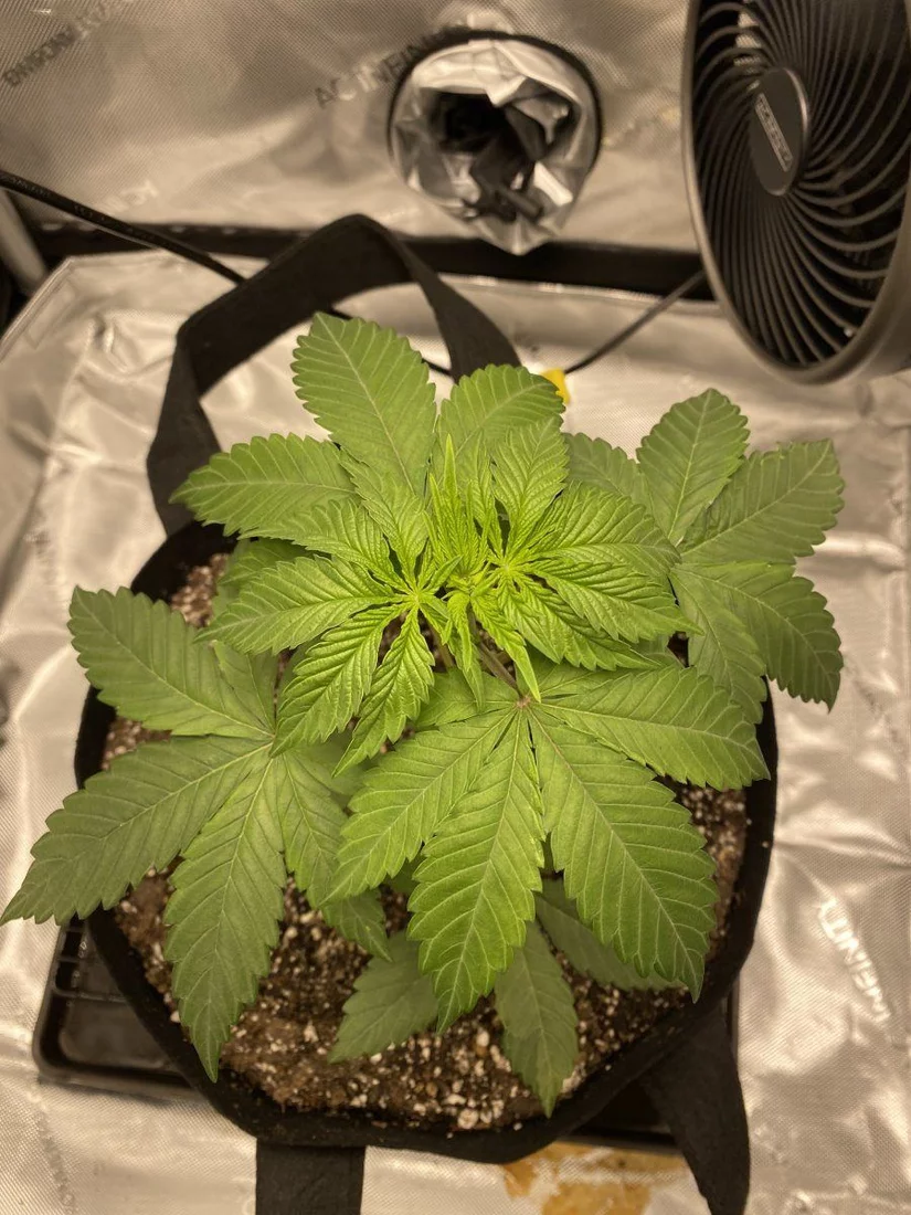 1st time me grower   looking for guidance 5