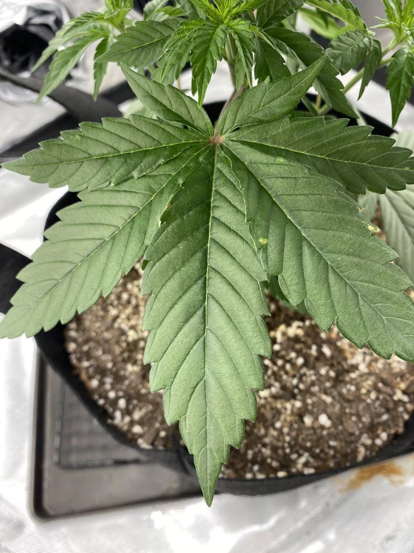 1st time me grower   looking for guidance 7