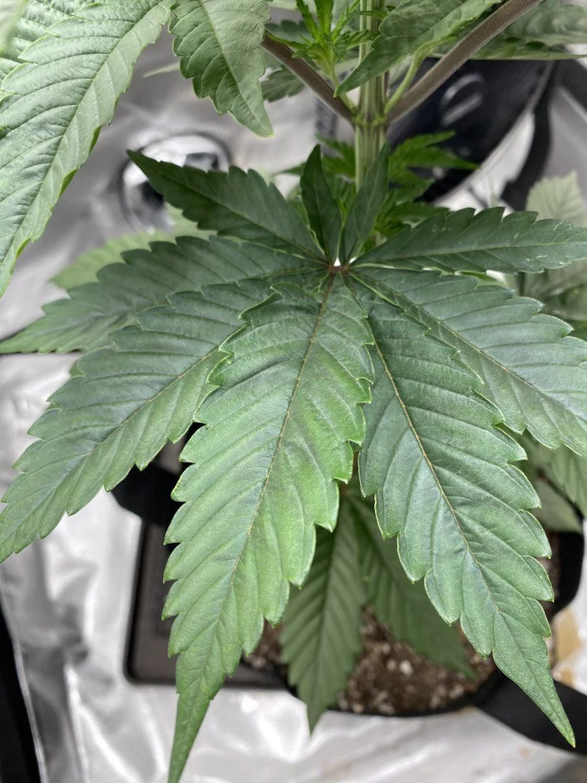 1st time me grower   looking for guidance 8