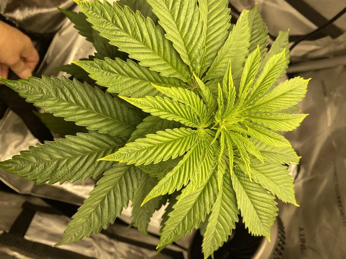 1st time me grower   looking for guidance 9