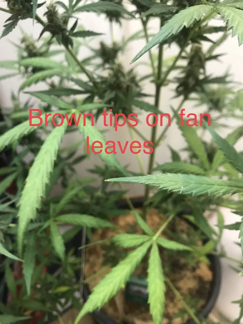2 of my sugar leaves are dyingturning brown 4