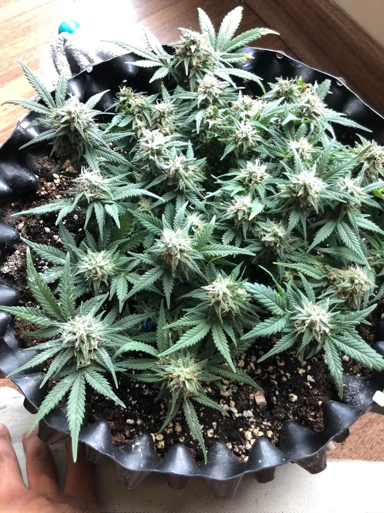 2 weeks before harvest after light stress heat and fungus gnat infestation 4