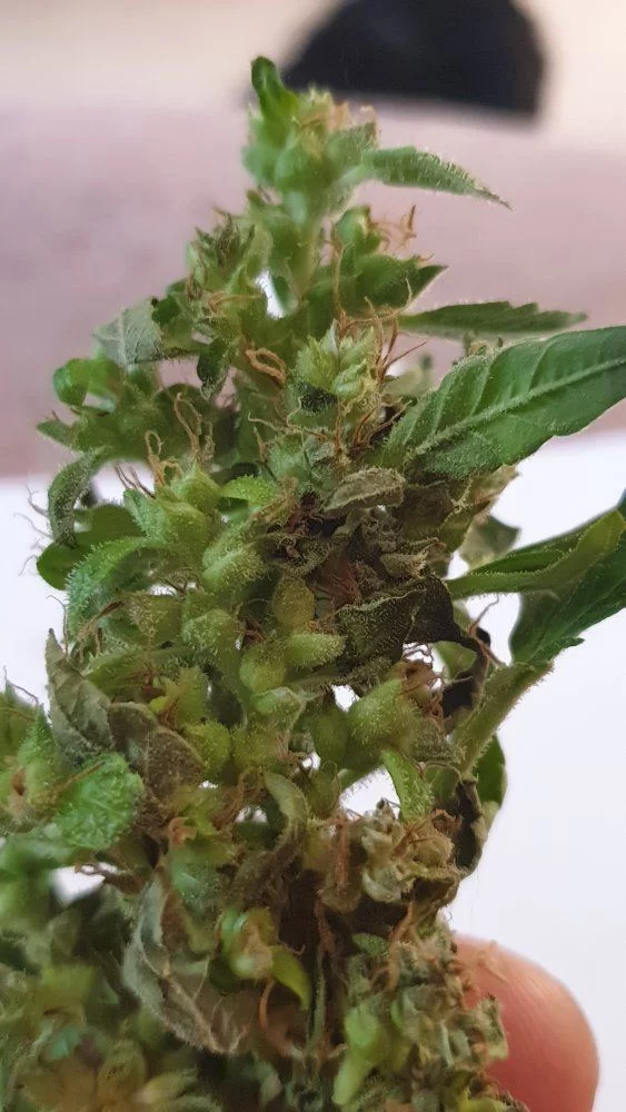 20 week auto what have i grown lol 10