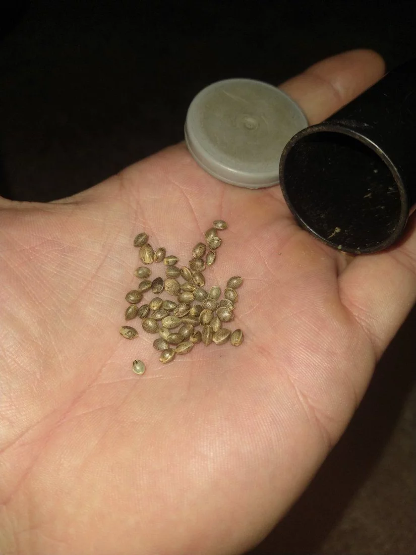 20 year old seeds lets grow em