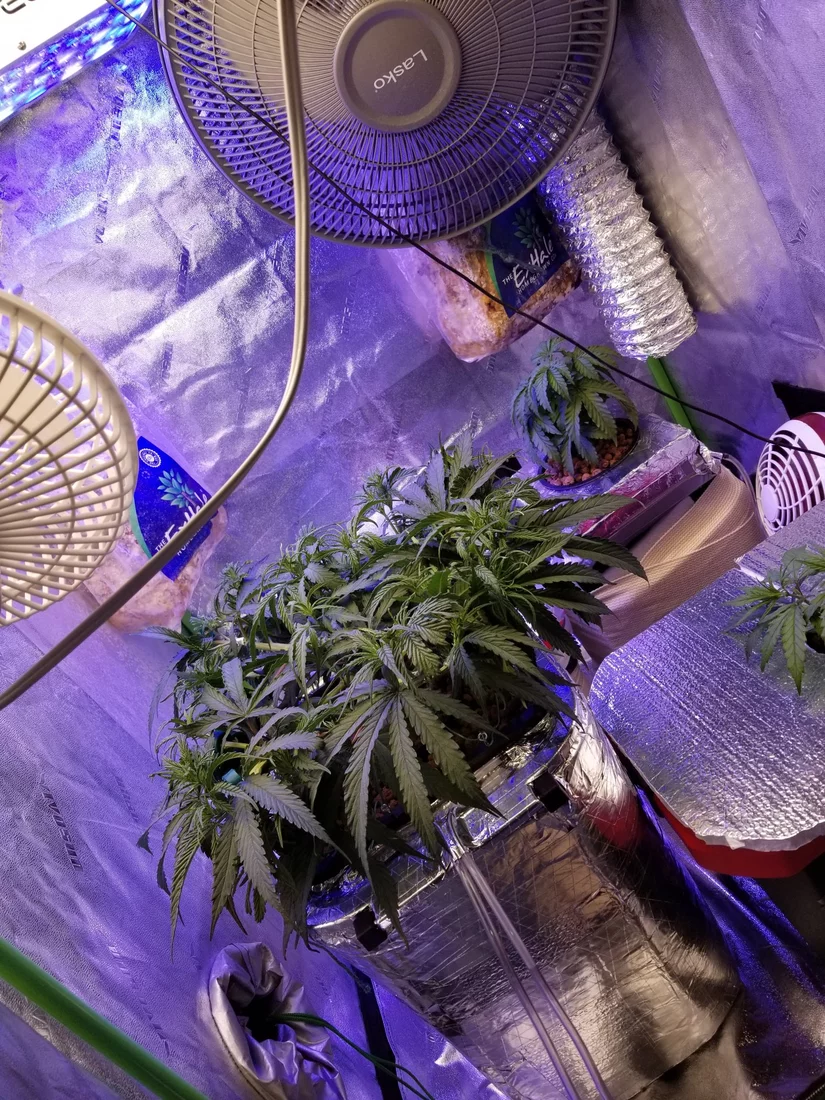 Proper Placement of Sensors in a Cannabis Grow Area 