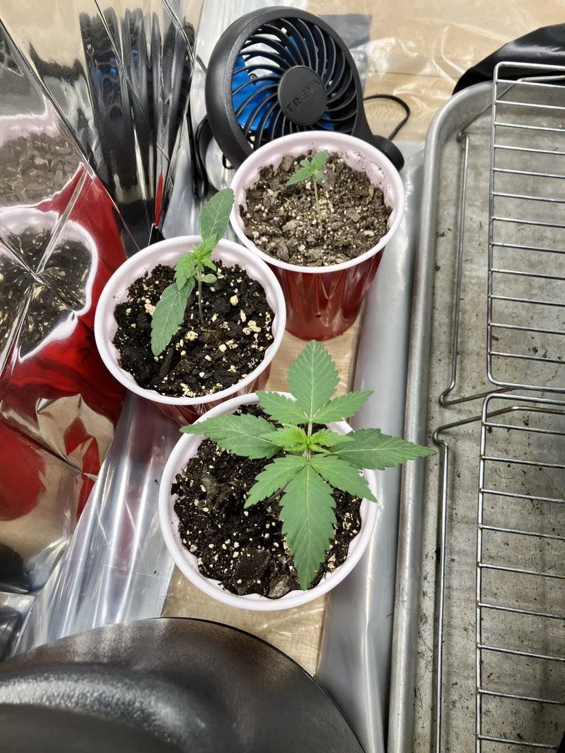 2023 outdoor gsc orange creamsicle and blueberry 2