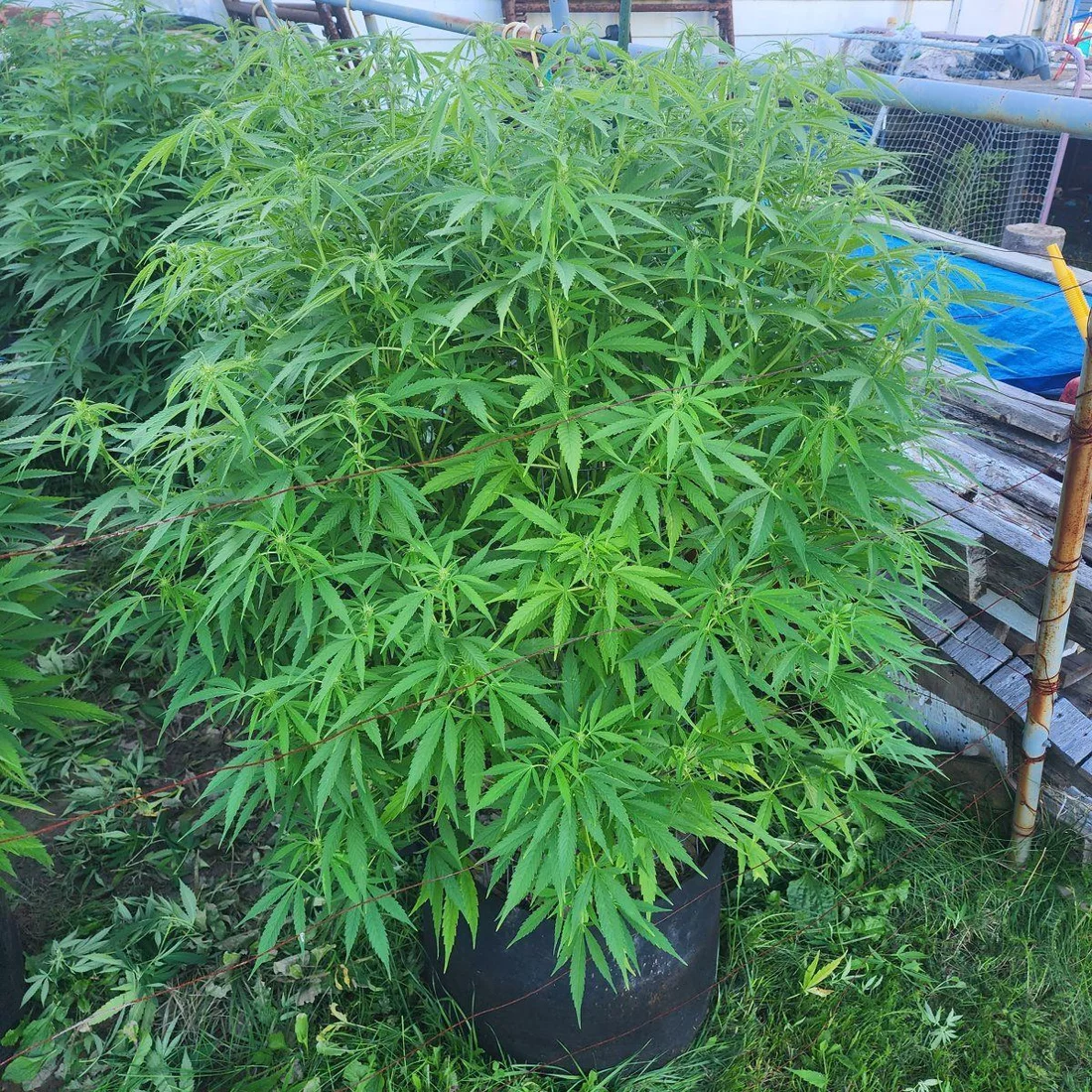 ᐅ Growing Weed UK Guide - Is it Legal in 2023?