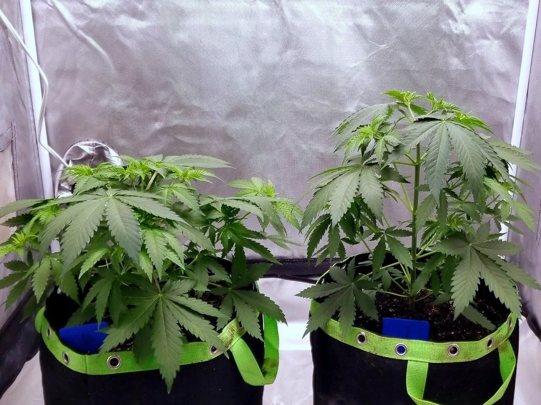Good budget indoor setup for 1 or 2 plants? - THCFarmer
