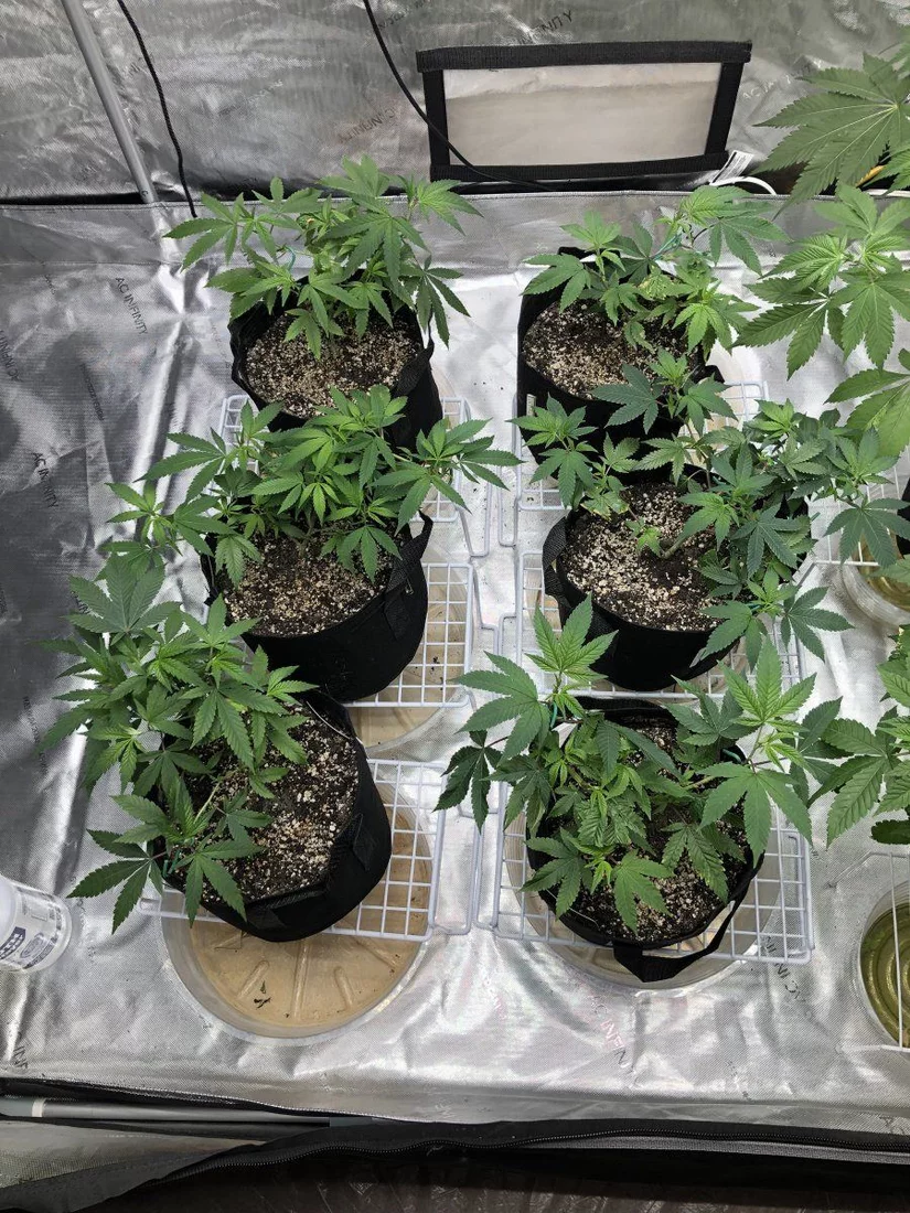 2bads first organic cannabis grow 2