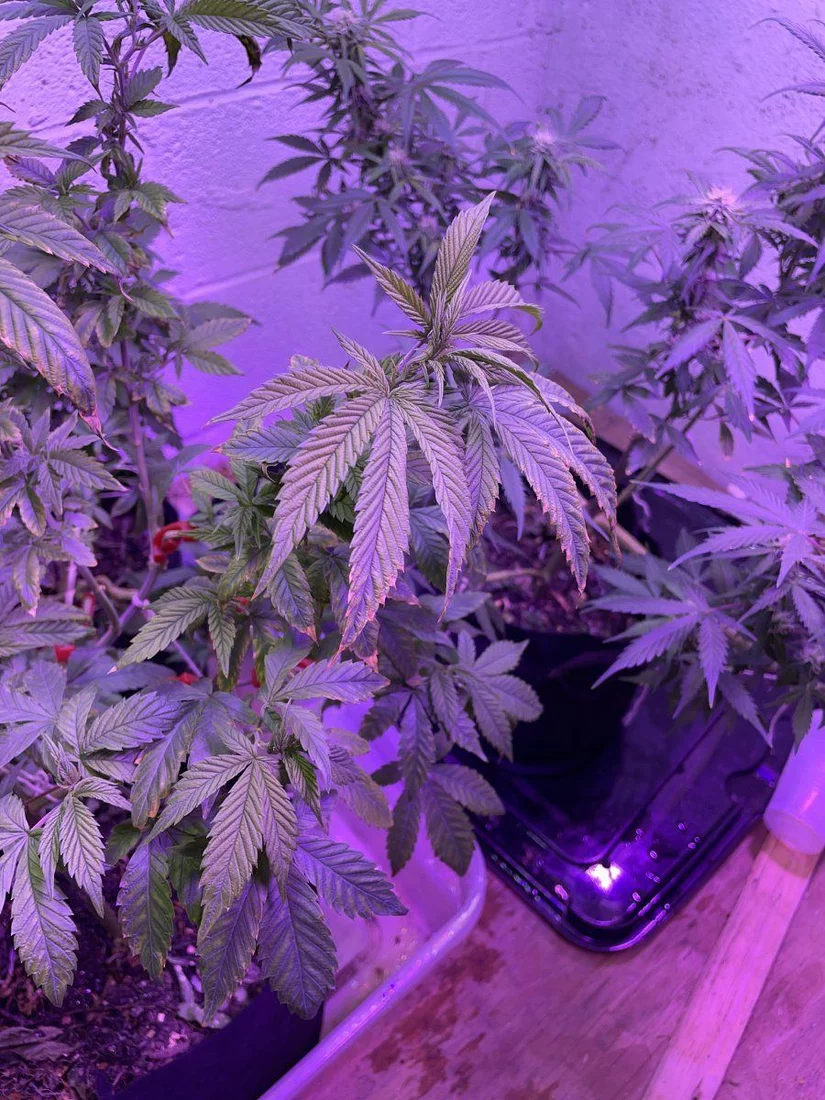 2nd serious grow ever   please advise 10