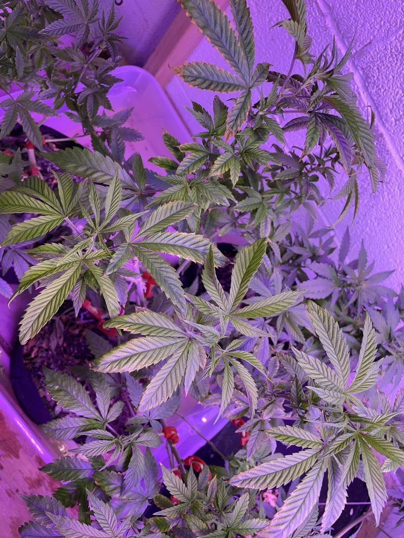 2nd serious grow ever   please advise 12
