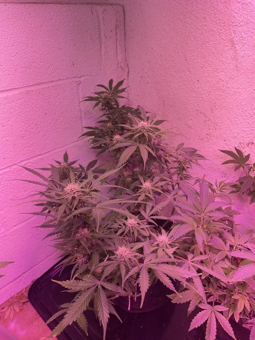 2nd serious grow ever   please advise 2