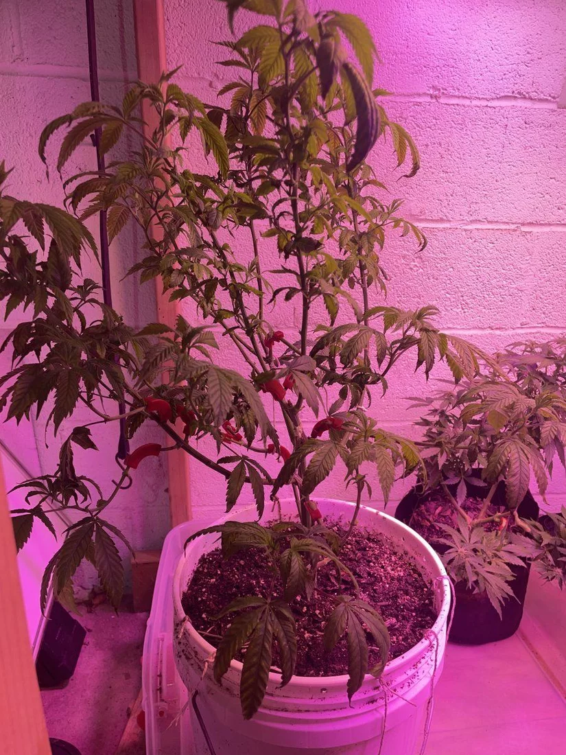 2nd serious grow ever   please advise 3