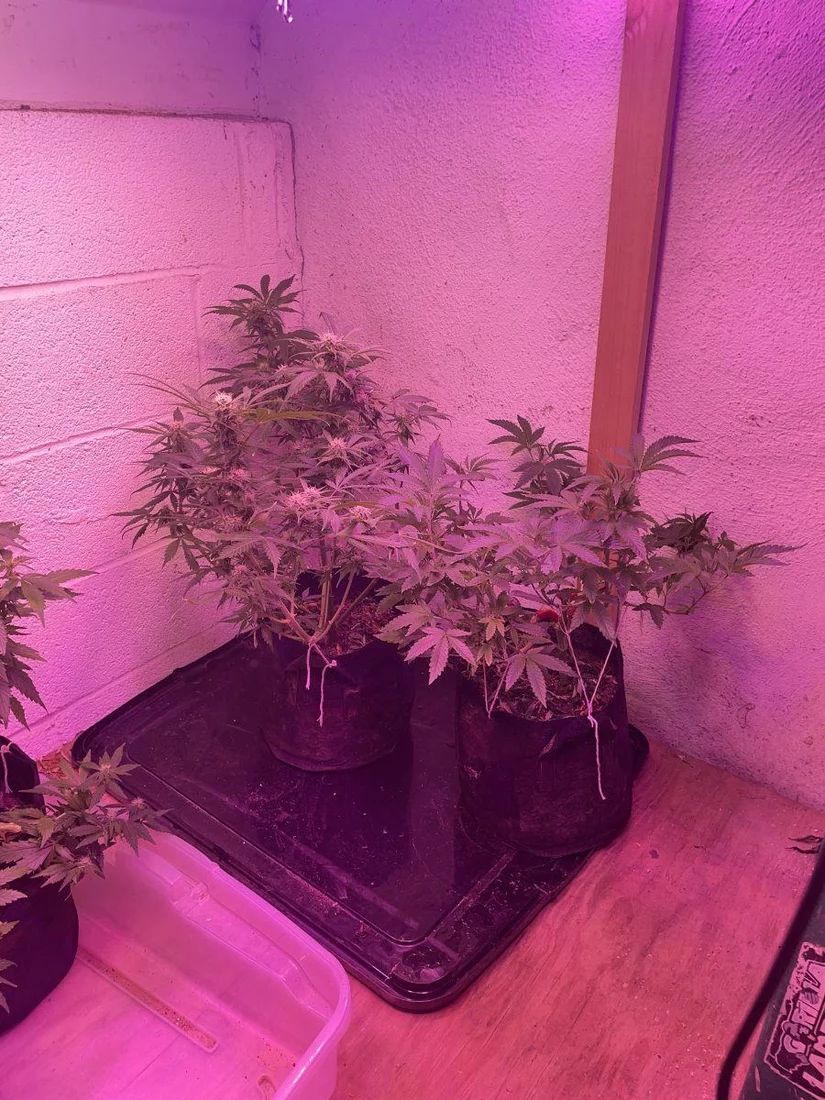 2nd serious grow ever   please advise 5