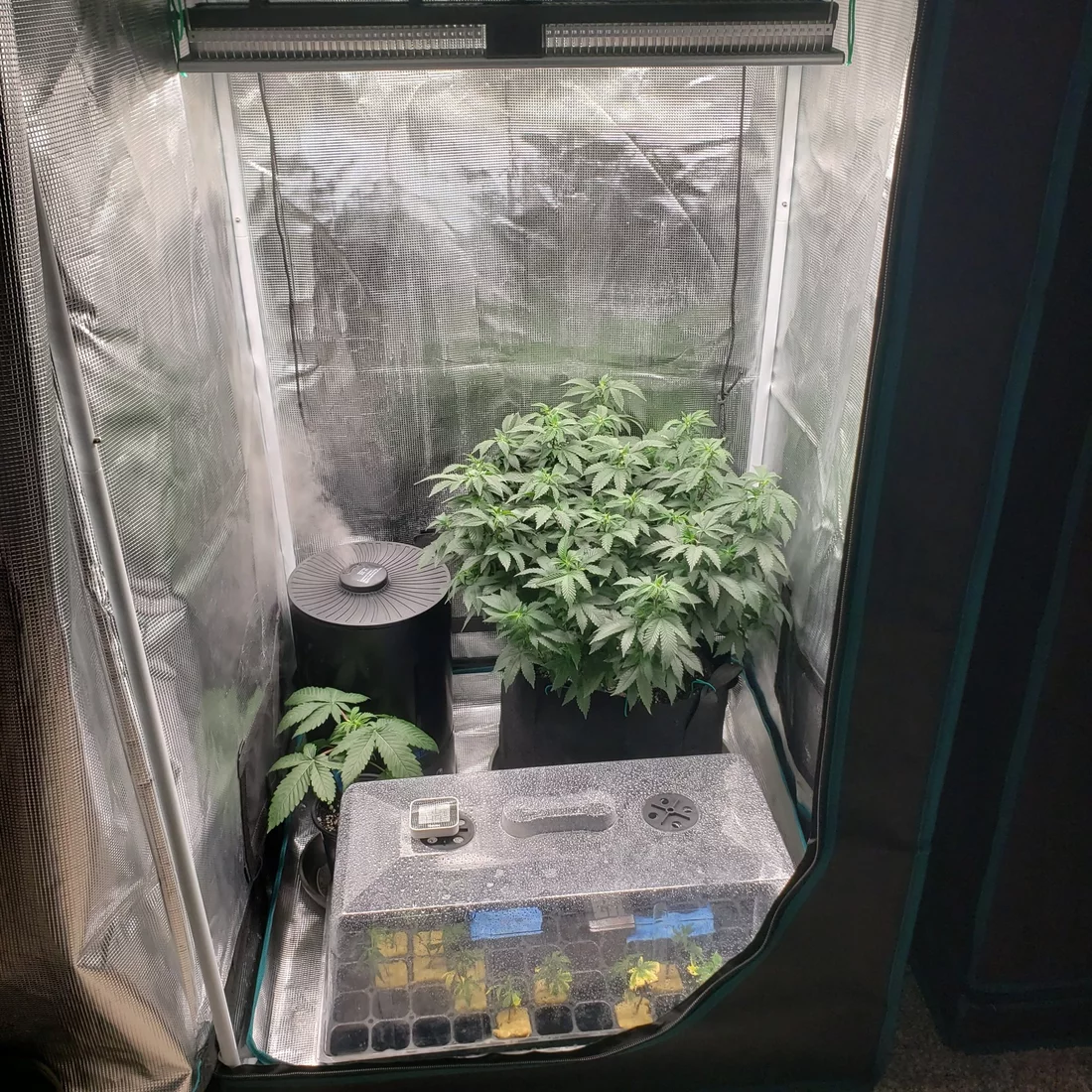 2x2 and 2x4 tent grow