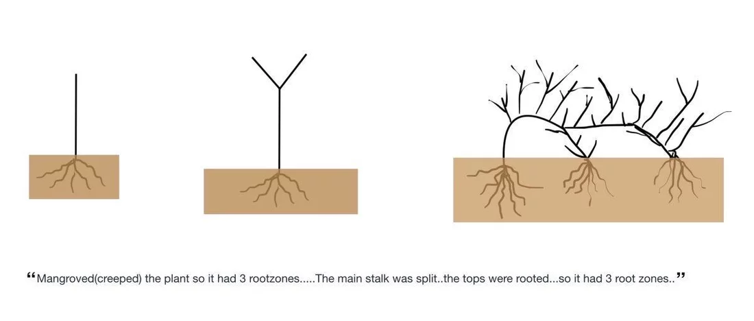 3 Root Zones