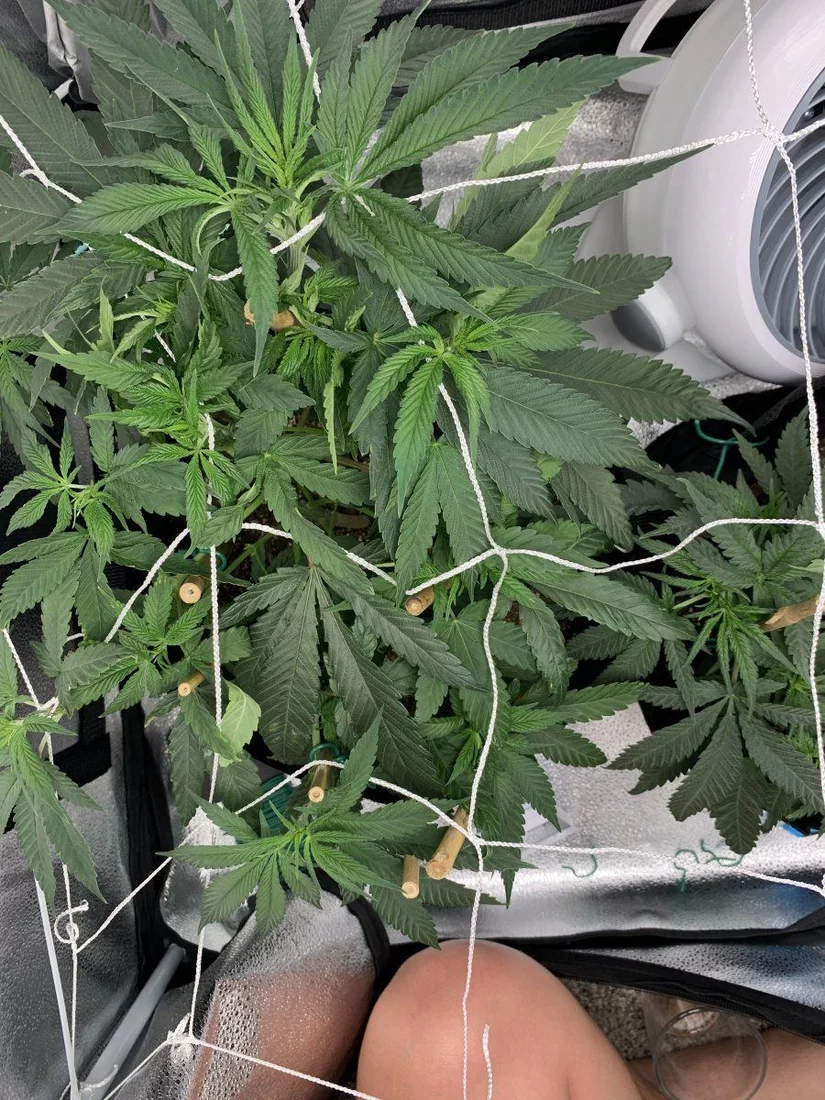 53 days in   my first grow thoughts 10