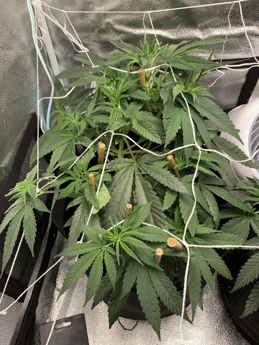53 days in   my first grow thoughts 13