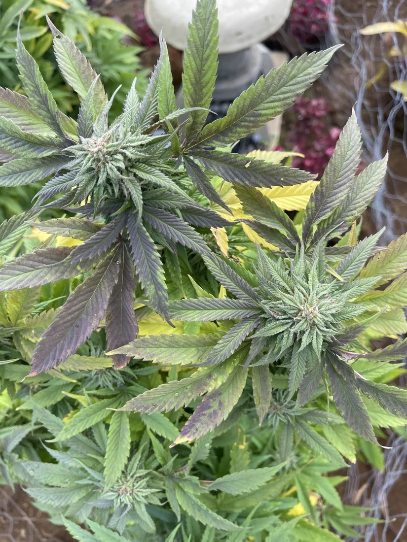54f and windy cause this in my outdoor grow 3
