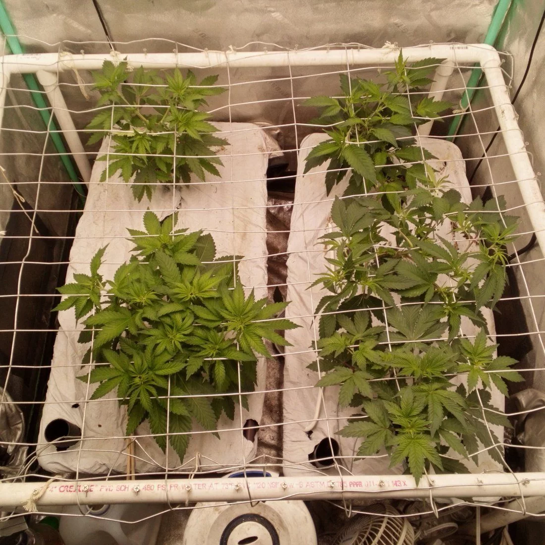 5th cycle no till earthbox 2