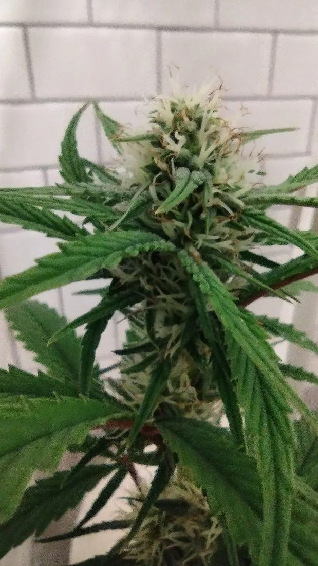 6 week old autos any advice looking good 2