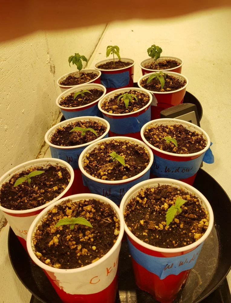 60 beans 12 plants rough start grow 3