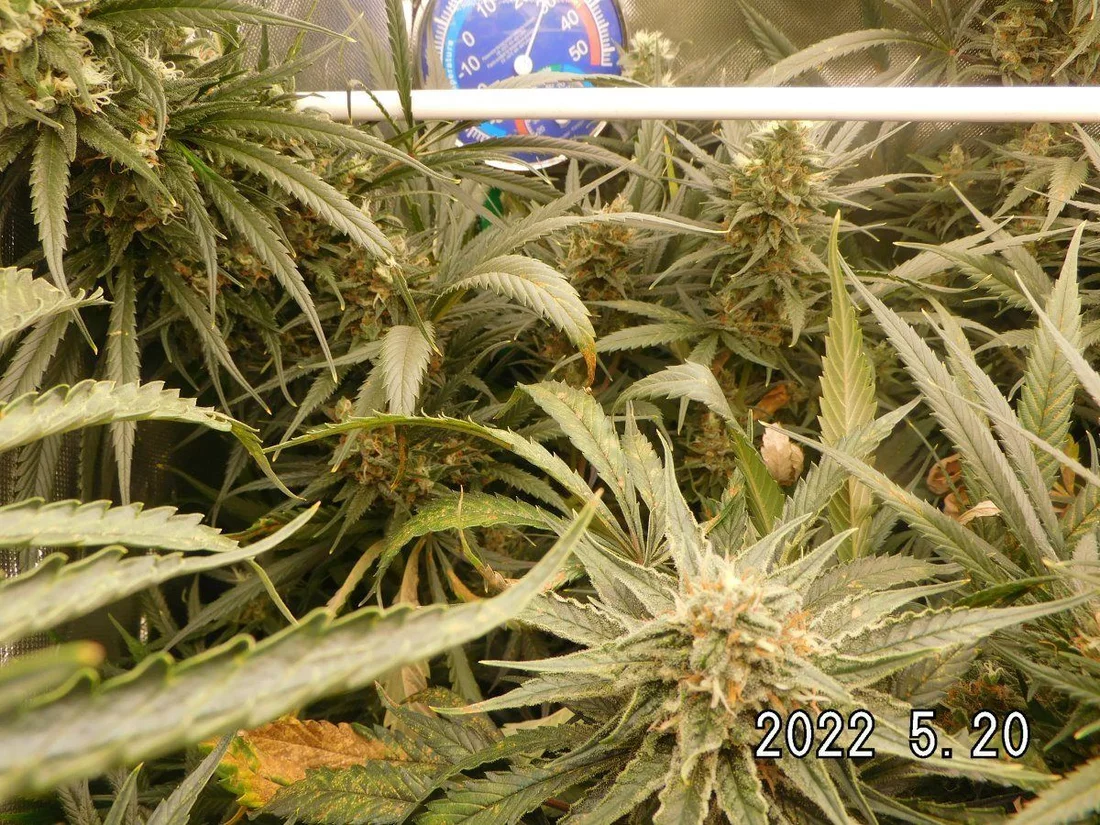 7 weeks into flower big buds but leave damage all over the place 4