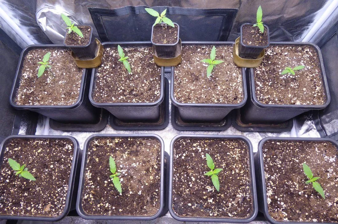 7013790 grow journal by herbaledusweet seedsblack jack cbd