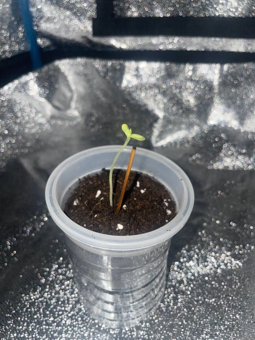 9 days old hows it lookin 3