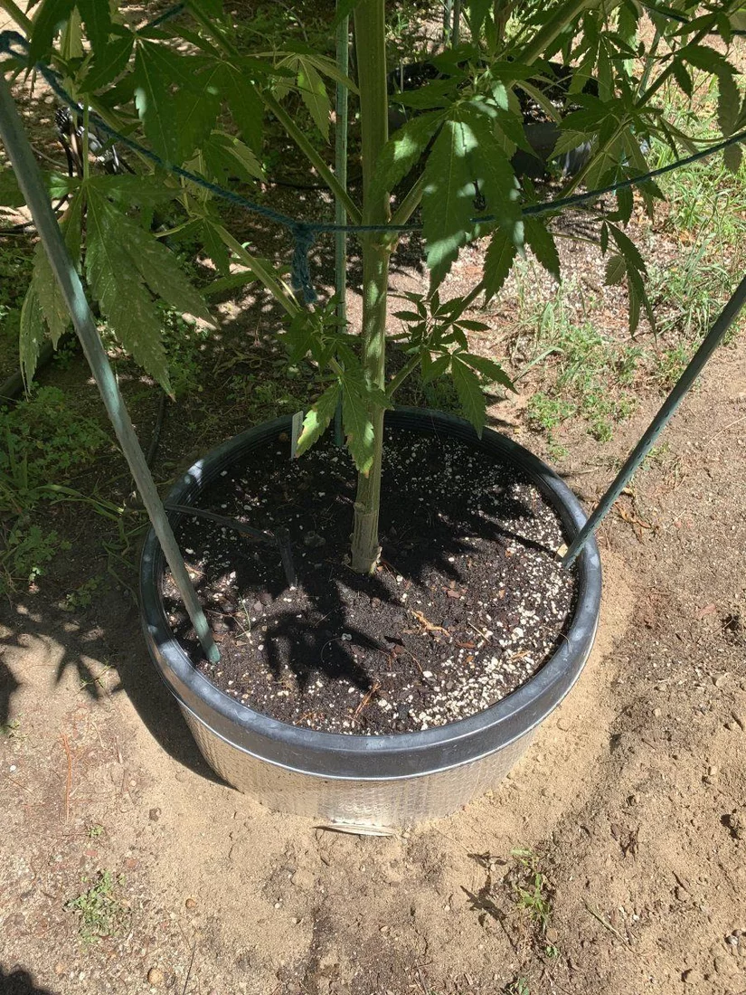 A cooling tip for outdoor growers