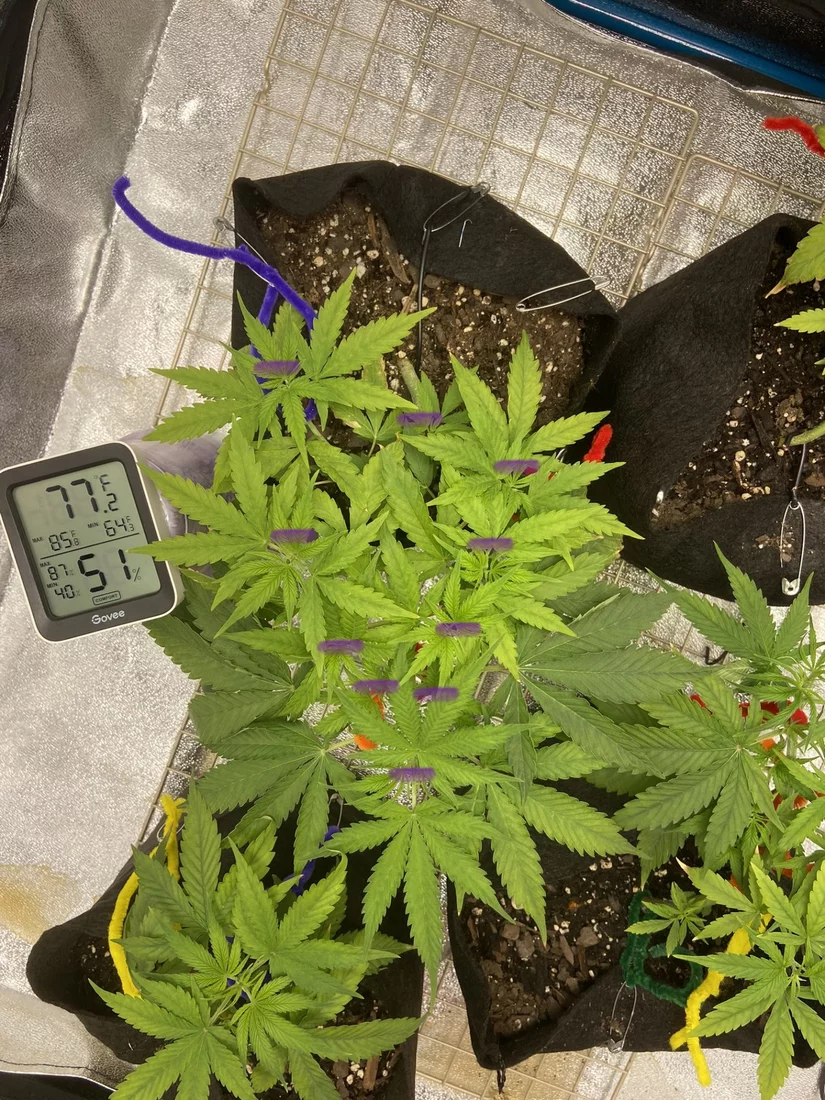 A little advice needed for 2nd grow attemt