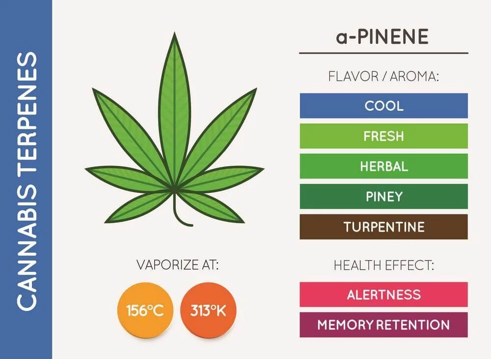A pinene cannabis terpene chart properties