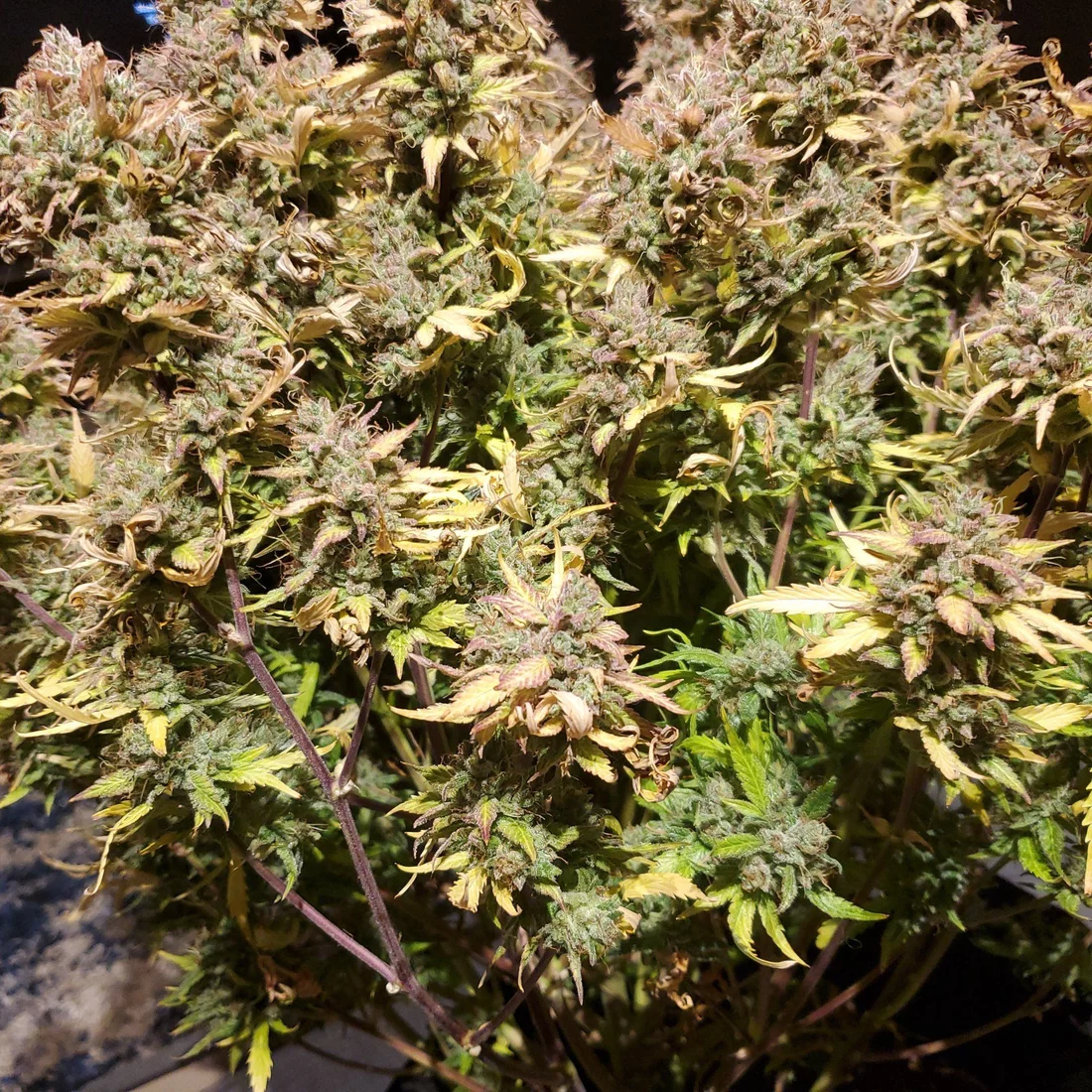 A week away from harvest 4