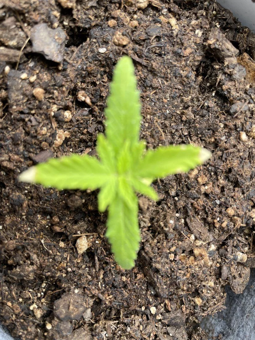 Absolute beginner questions for 1st grow