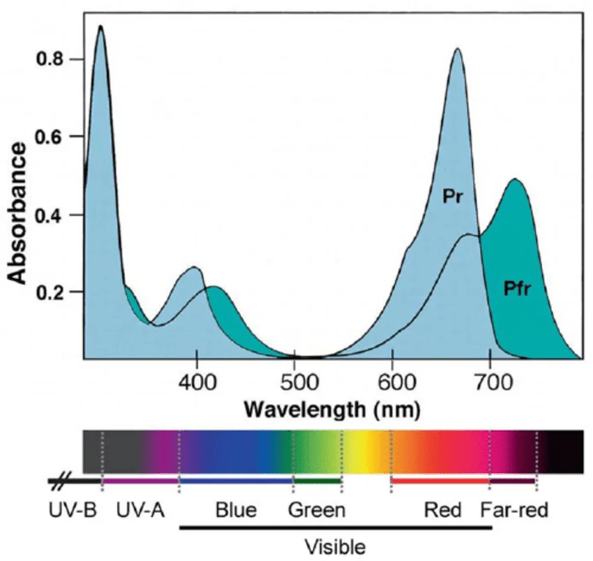 Absorption spectra of phytochromes EVRUSWLRQ VSHFWUD RI WKH WZR IRUPV 3U DQG 3IU RI