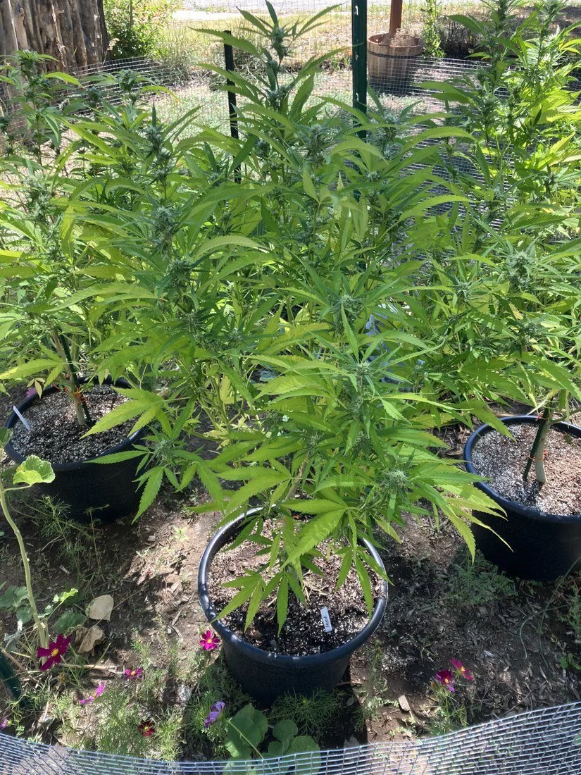 Advice for coming harvest time 2