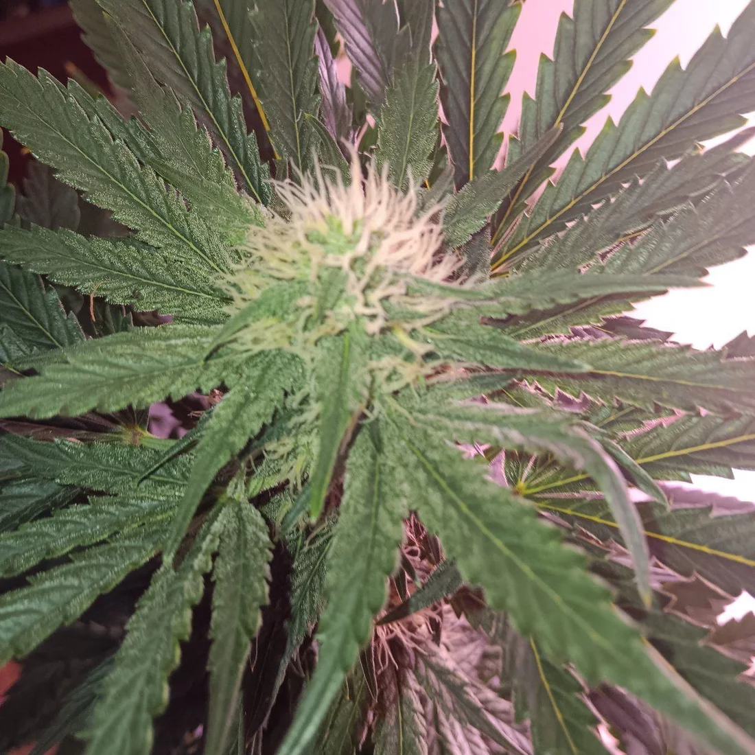 Alcapuco gold update week 5 of flower 4
