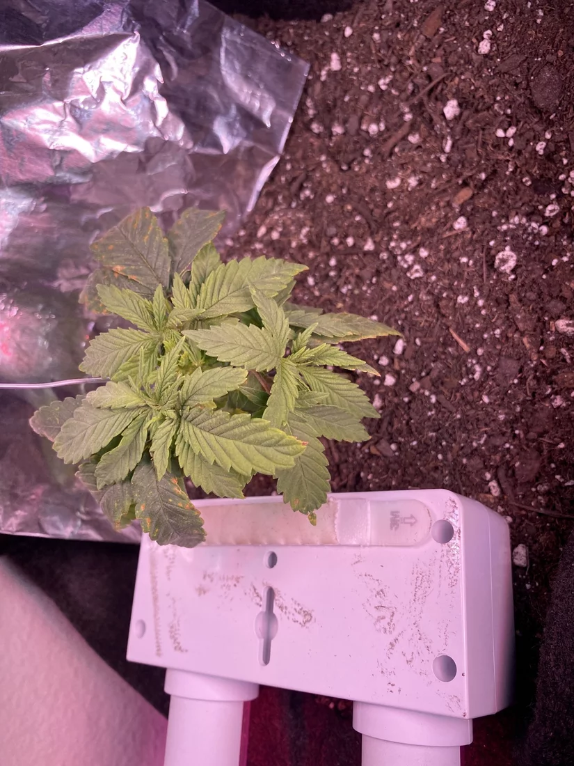 Amateur grower needs help please 3
