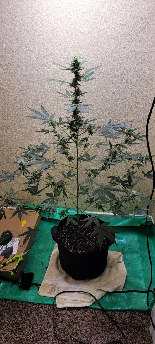 Any suggestions on why its so thin this is week 8 on auto grow