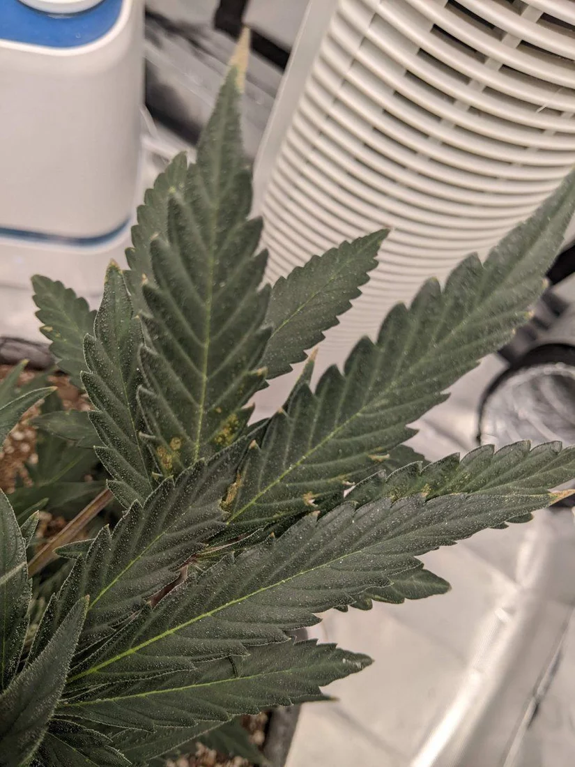 Anybody able to help me diagnose this spotting issue on most of my leaves 2
