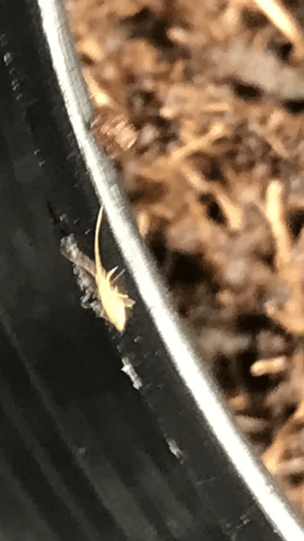 Anyone know what this insect is please