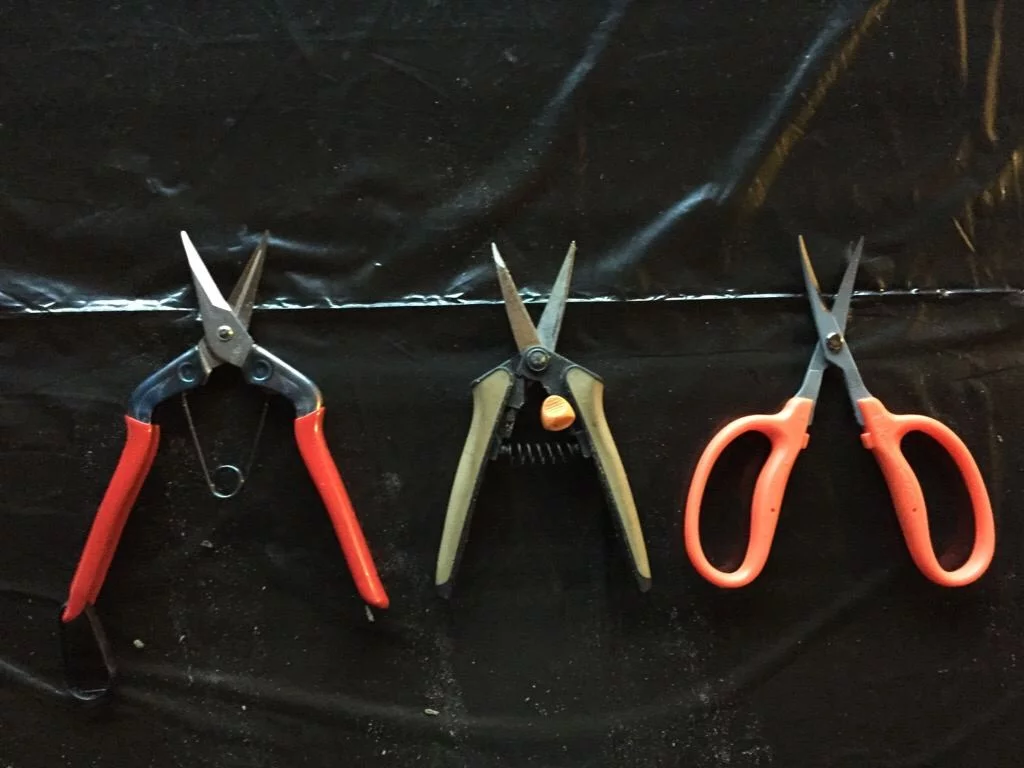 Chikamasa Trim Scissors at Hilo Grow Shop