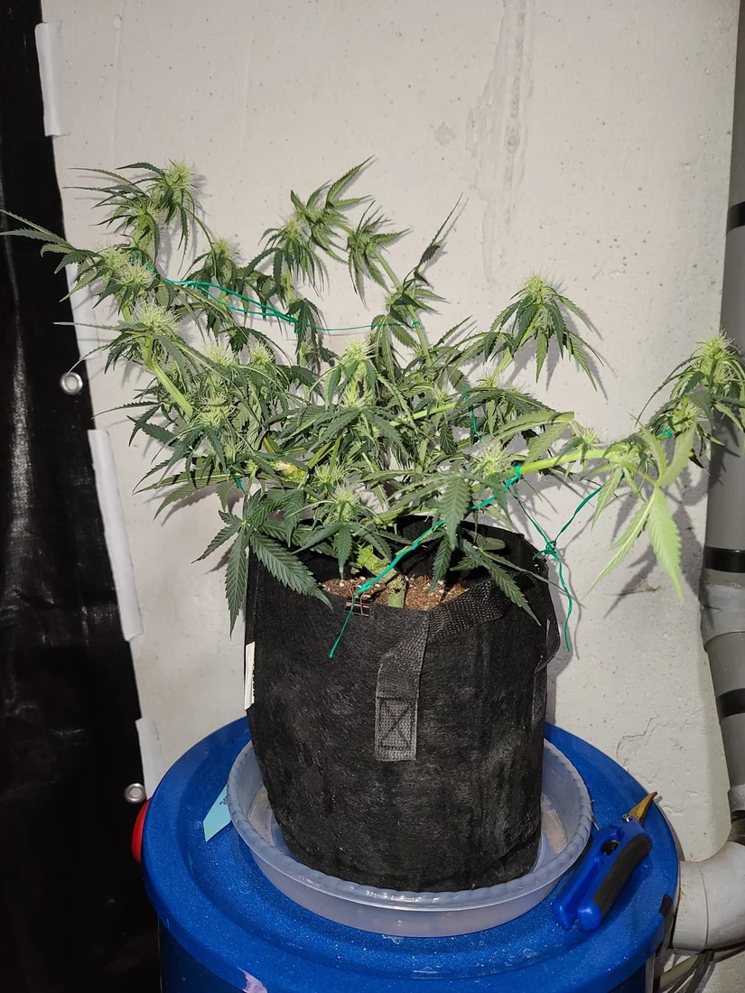 Auto flower   gorilla glue and white widow first time grower 13