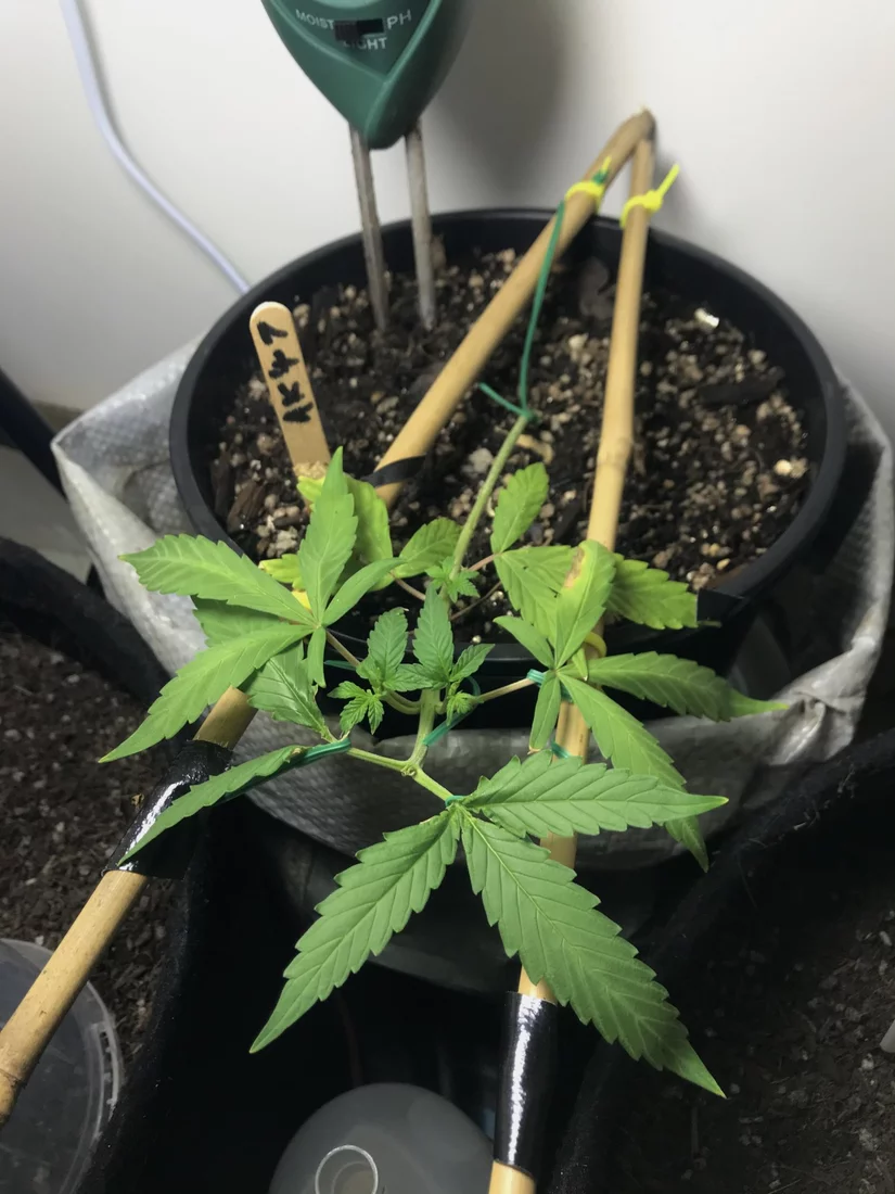 Auto flower leaves curling up overnight 2
