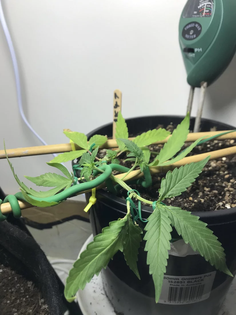 Auto flower leaves curling up overnight